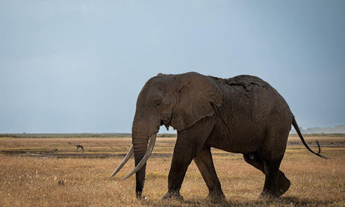 Amboseli national park