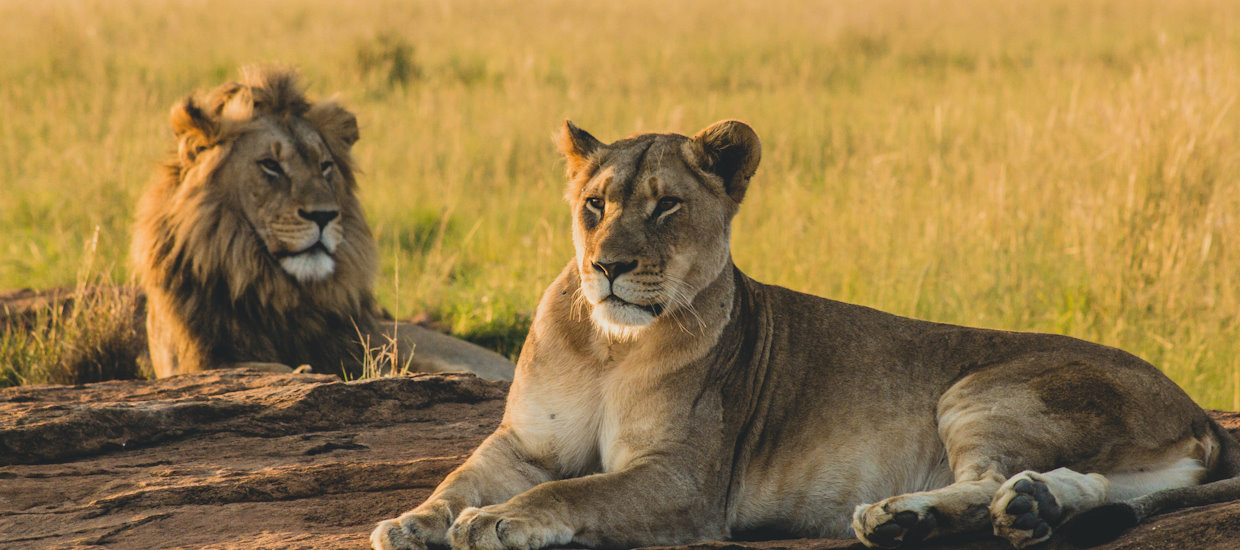 Male and female lions laying on the sand and resting