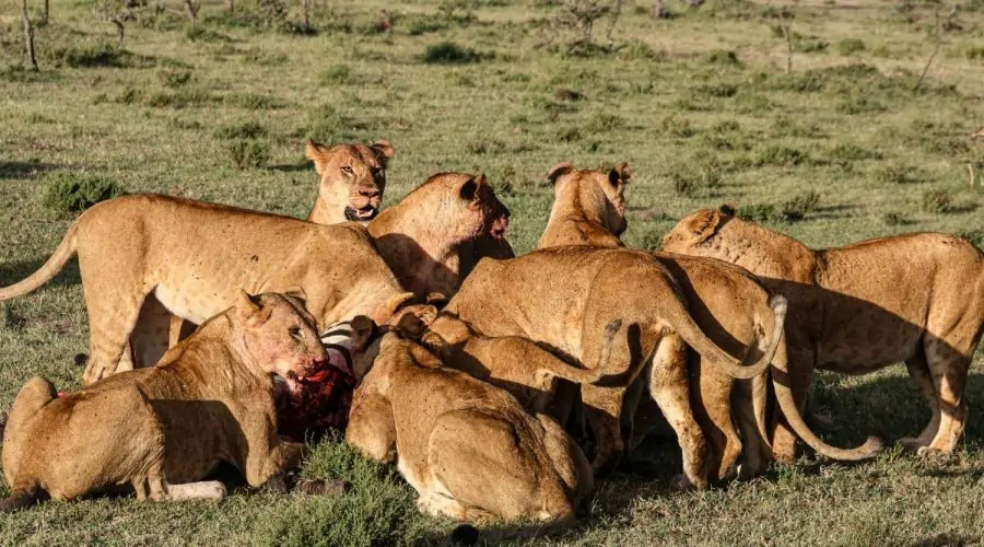 2 Days 1 Night Masai Mara Safari