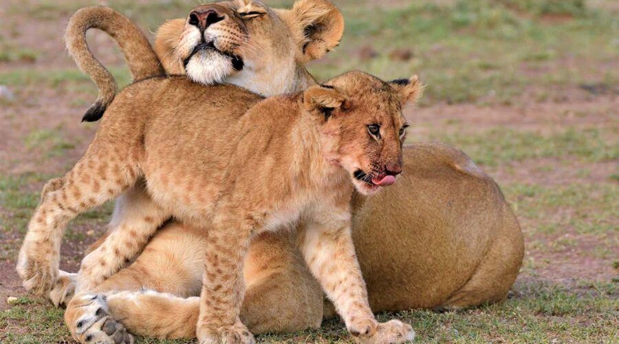 3 Days 2 Nights Masai Mara Safari