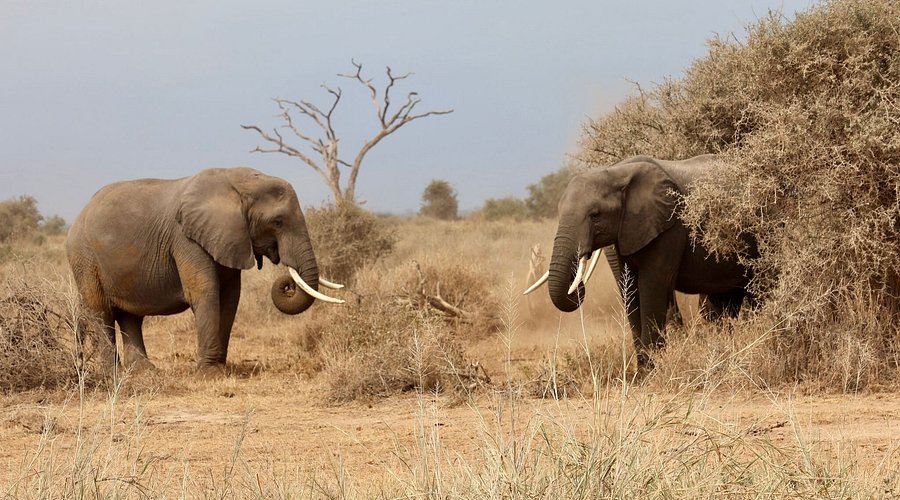 6 Days Amboseli - Aberdares- Lake Nakuru - Masai Mara Safari