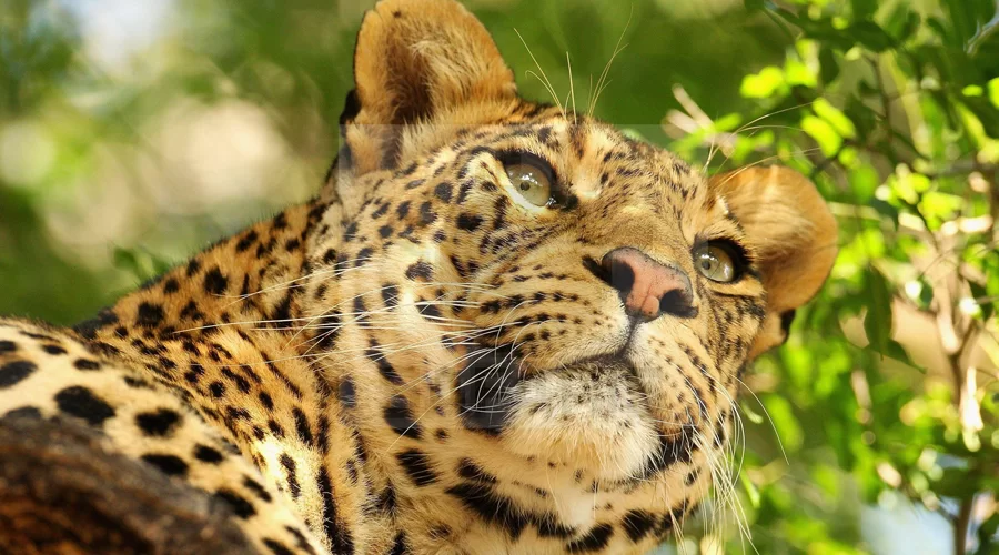 7 Days Aberdares-Lake Nakuru- Masai Mara- Lake Naivasha- Amboseli- Nairobi Safari Package