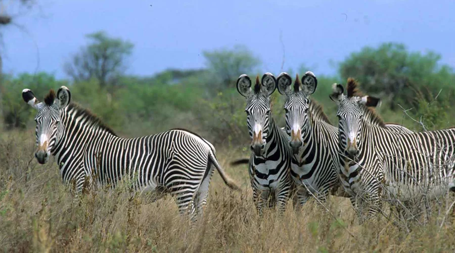 8 Days Aberdares- Samburu- Sweetwaters- Lake Nakuru- Masai Mara Safari